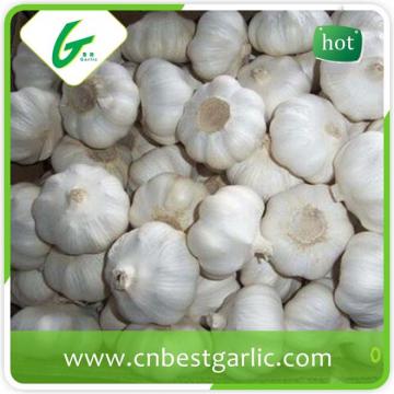 Wholesale fresh white garlic price with 3pcs purple garlics with high quality