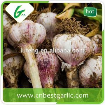 cheap china cheap garlic jinxiang fresh red/normal/pure white garlic factor with low price