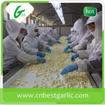 Fresh peeled garlic cloves price