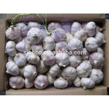 cold store normal white garlic crop 2017