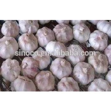 cold store normal white garlic crop 2017