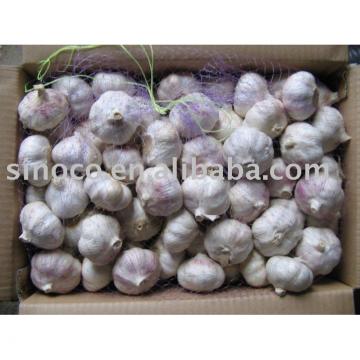 Fresh White Garlic China (Pure White)