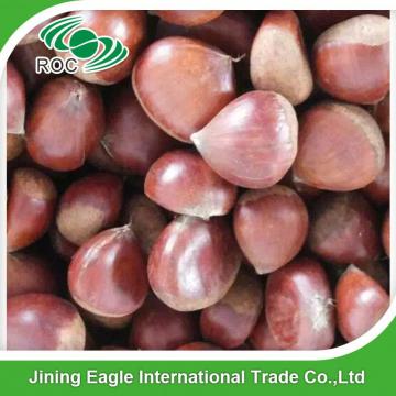 Hot sale high quality bulk sweet fresh chestnuts wholesale