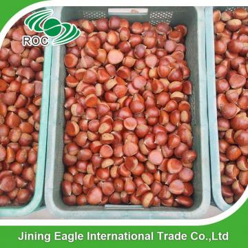Bulk large nutritous sweet fresh chestnuts with best price