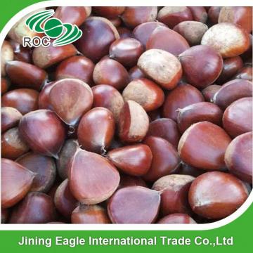 Chinese export price fresh sweet large chestnuts