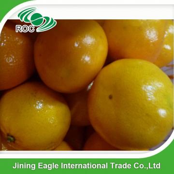 New crop fresh sugar mandarin orange in favorable price