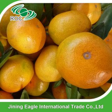 Jiangxi nanfeng fresh small honey baby mandarin orange