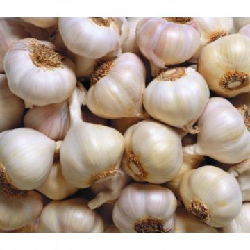 wholesale alibaba normal white garlic price black garlic