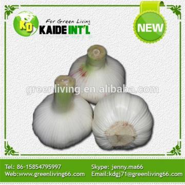 China Giant Garlic