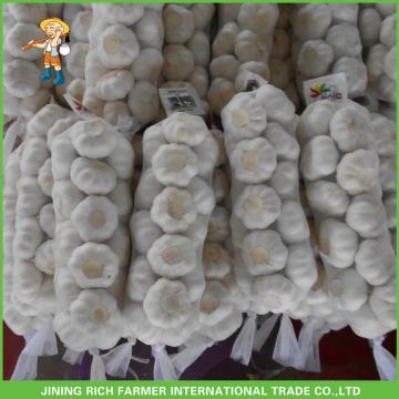 Fresh Pure White Garlic Jinxiang Pizhou High Quality Good Price Mesh Bag In Carton