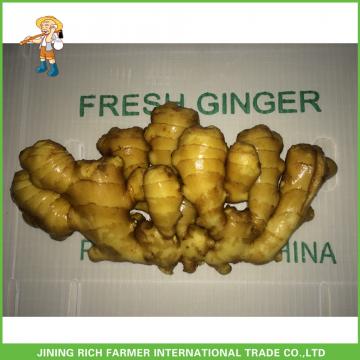 Fresh Ginger 2017 Best Price