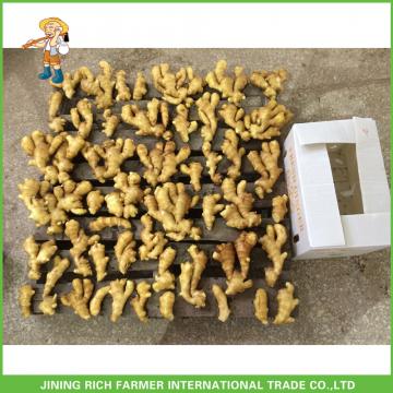 150g Fresh Mature China Fresh Ginger Exporter Market Prices