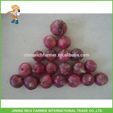 Lowest Price With Good Quality Fresh Red Onion