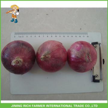 Wholesale New Crop Fresh Red Onion