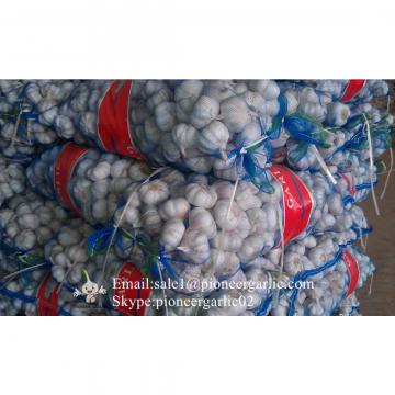 New Crop 6cm and up Normal White Fresh Garlic In 10 kg Mesh Bag packing