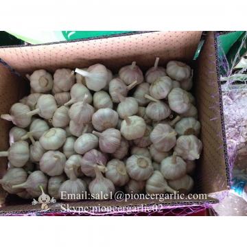 Best Quality 5.0cm Red Garlic Packed According to client's requirements
