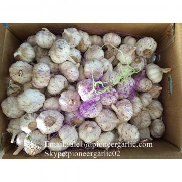 2017 New Crop Best Quality Chinese Red Garlic In Various Sizes 