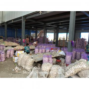 Jinxiang Fresh 5.5-6.0cm Chinese Red Garlic Packed in Mesh Bag for Garlic Wholesale Buyers around the world