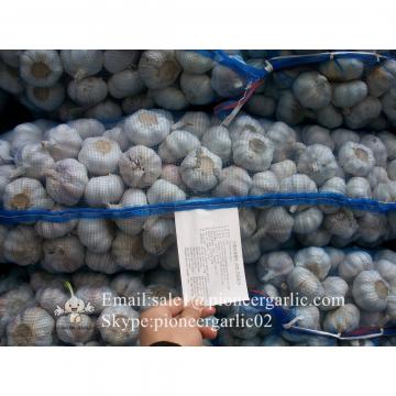Hot Sale Chinese Fresh Purple Red Garlic Big Garlic 5.5cm and up Size with Box Packing