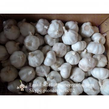 2017 New Crop 5cm Normal White Fresh Garlic 10kg Box Packing