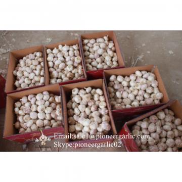 New Crop 6cm and up Purple Fresh Garlic In 10 kg Box packing