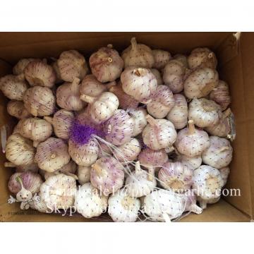 Chinese Fresh Red (Allium Sativum) Garlic Loose Packing