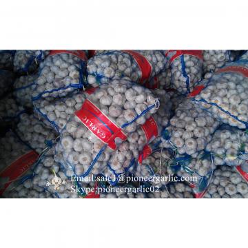 2017 New Crop 5cm Normal White Fresh Garlic 10kg Mesh Bag Packing