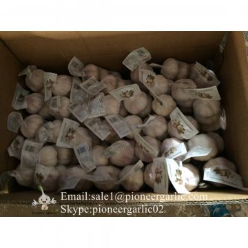 Small Packing 5.5-6cm Fresh Red Garlic Produced In Jinxiang Shandong China