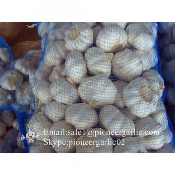 Nature Made 5.0-5.5cm Chinese White Garlic Material of Black Garlic in Mesh Bag