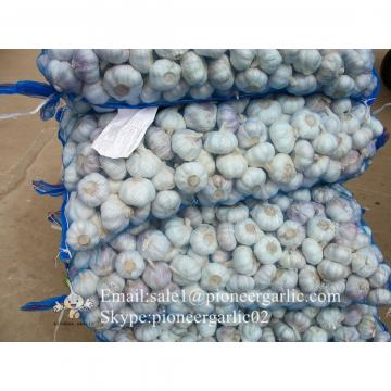 New Crop 6cm and up Normal White Fresh Garlic In 10 kg Mesh Bag packing