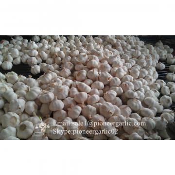New Crop 5.5cm Pure White Chinese Fresh Garlic Small Packing In Mesh Bag
