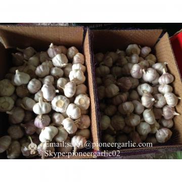 5.5cm Normal White Fresh Purple Garlic Exported to Senegal
