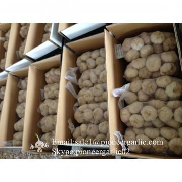 Chinese Fresh Normal White Garlic Small Packing