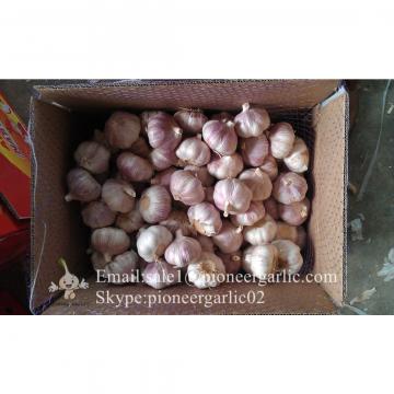 Best Quality 5.0cm Normal White Garlic Packed According to client's requirements