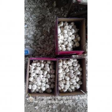 New Crop Natural Fresh Jinxiang Shandong Normal White Garlic