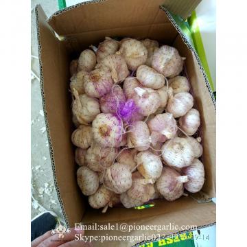 5-5.5cm Chinese Fresh Normal White Garlic In 5kg Carton Box Packing