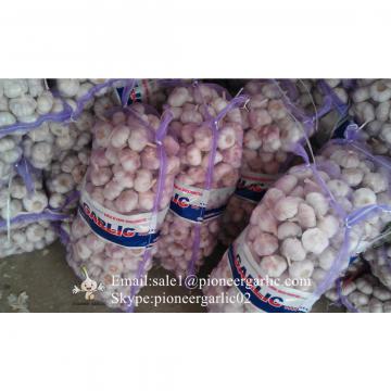 Chinese Natural 5.5cm Red Garlic Loose Packing In 20kg Mesh Bag