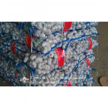 New Crop Fresh Jinxiang Normal White Garlic 5cm And Up In Mesh Bag Packing