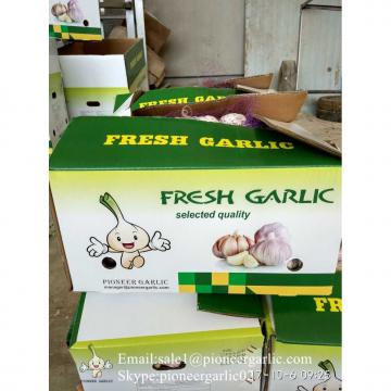 New Crop Fresh Jinxiang Normal White Garlic 5cm And Up In Carton Box Packing