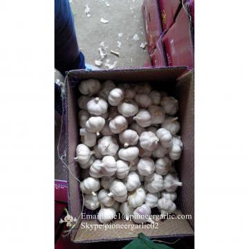 5.5cm-6.0cm Normal Garlic Produced in Jinxiang Factory Best Quality