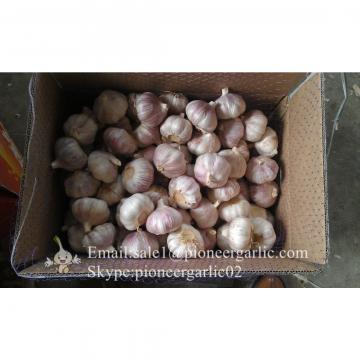 Chinese Fresh Red (Allium Sativum) Garlic Packed In Carton Box