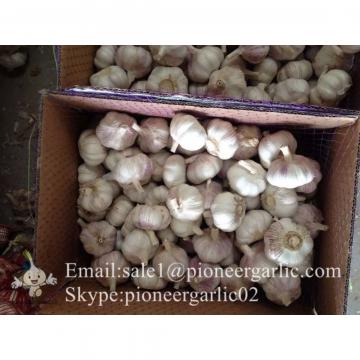 5.5cm-6.0cm Normal Garlic Produced in Jinxiang Factory Best Quality
