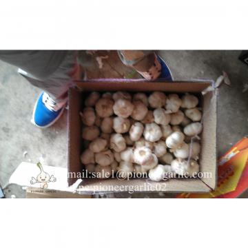New Crop 6cm and up Purple Fresh Garlic In 10 kg carton  packing