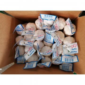 New Crop Chinese 5.5cm Snow White Fresh Garlic Small Packing In Box