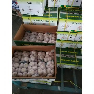Normal White Garlic Loose Packing in Mesh Bag or Carton Box produced in Jinxiang