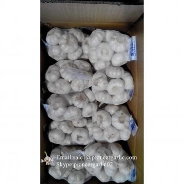 Nature Made 5.5-6.0cm Wholesale Chinese Normal Garlic Material of Black Garlic in Mesh Bag