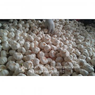 New Crop Chinese 5cm Snow White Fresh Garlic Small Packing In Mesh Bag