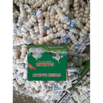New Crop Chinese 4.5cm Snow White Fresh Garlic In 10 kg Box Packing
