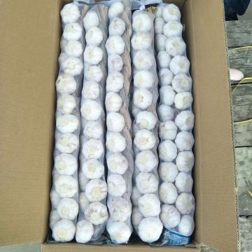 Garlic Price of Pure White Small Packing Garlic