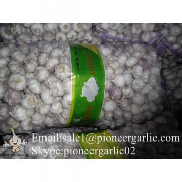 5.5cm Normal White Fresh Jinxiang Shandong Garlic in Box or Mesh Packing